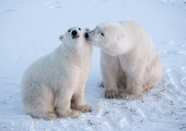 canadagoosepolarbears-twitter